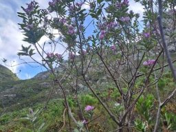 Podalyria calyptrata small tree